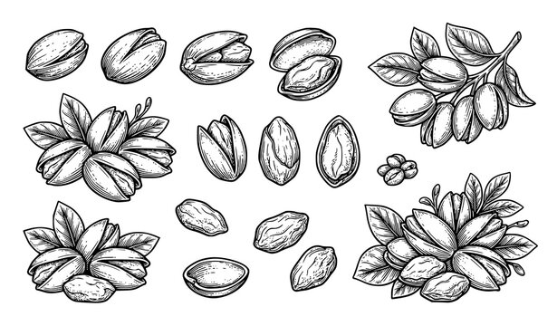 Black and White Pistachio Nuts Hand Drawn Vector Sketch Illustration Pack