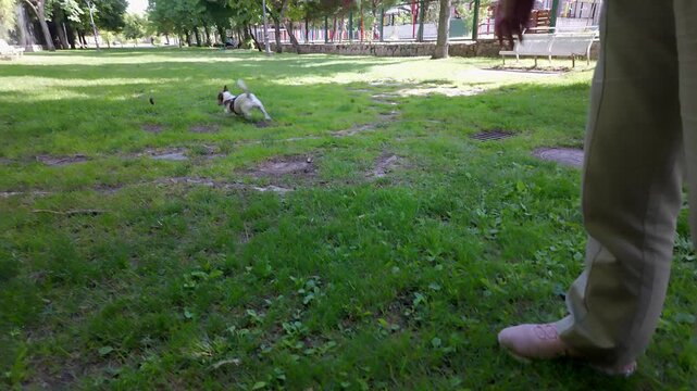 Little white puppy obeying the instructions given by his owner.