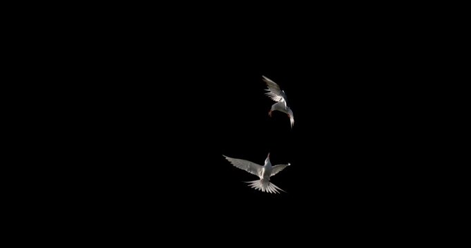 Super Slow Motion Terns Midair Hunting Freeze Frame 