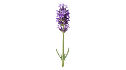 Obraz premium Single Lavender Sprig Isolated on White Background