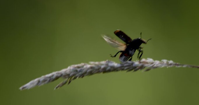  Super Slow Motion Beetle Takeoff From Grass