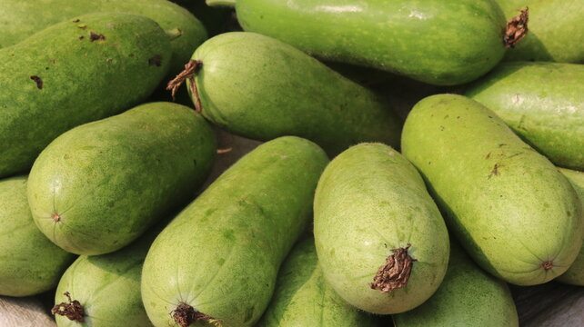 Fresh Ash Gourd Harvest From Farm To Kitchen
