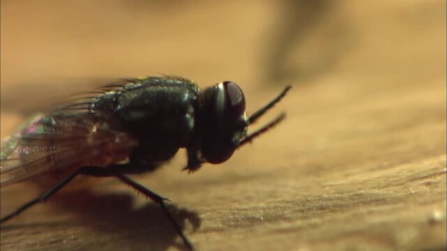 Extreme Macro Close Up View of a Housefly in Natural Environment