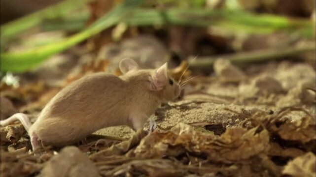 Close Up of Field Mouse Foraging in Natural Outdoor Environment