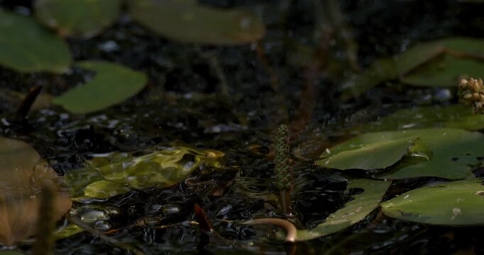 Super Slow Motion Frog Emergence Through Lily Pads 