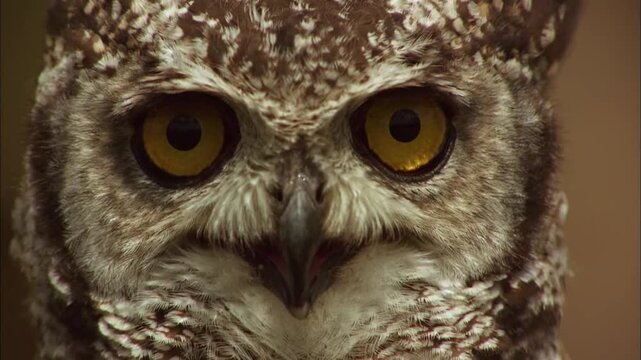 Close Up View of Spotted Eagle-Owl in Natural Environment, Bubo africanus