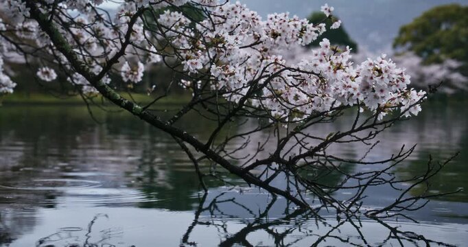 Beautiful rain drops falling on pond surface with spring cherry blossom branch hanging over it - closeup