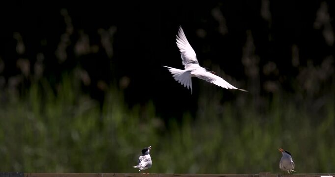 Tern Hovering Above Shorebirds Slow Motion