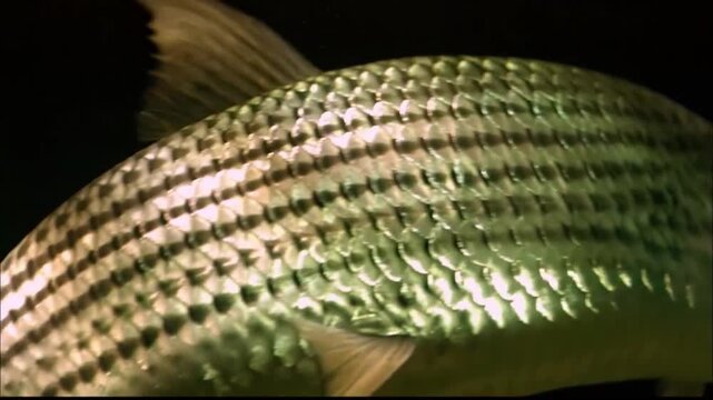 Underwater Shot of Tigerfish Lunging and Hunting Prey in Swift River Current, Slow Motion
