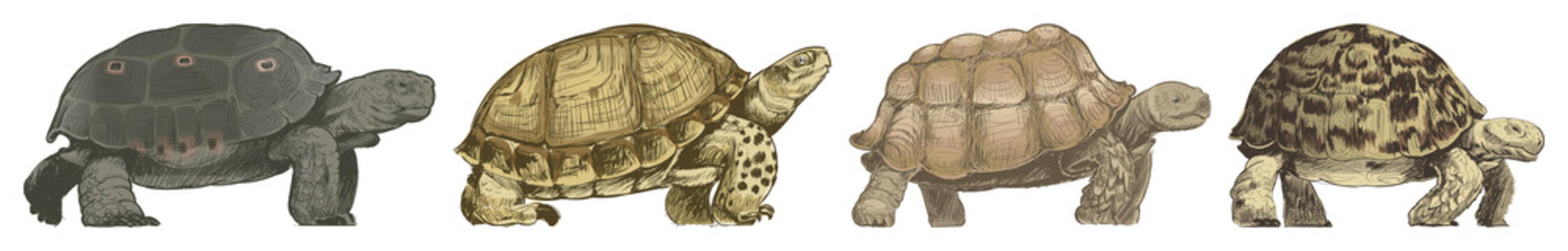 Illustrated diverse turtle species element set