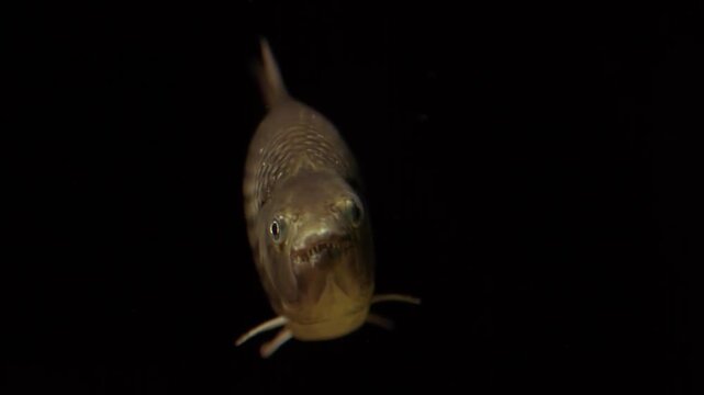 Extreme Close Up of Dangerous Tigerfish Face Pumping Gills in River Current