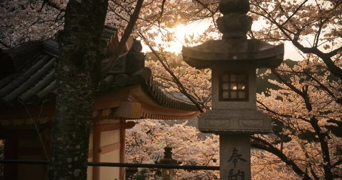 Majestic Japanese village and stone lantern with surrounding spring cherry blossoms at sunset - tracking shot