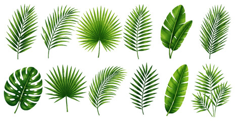 Collection of isolated tropical green leaves on transparent background minimalist botanical illustration © Graphixa