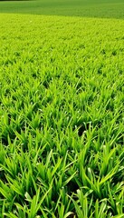Fototapeta premium Lush Green Agricultural Field in Bright Sunlight