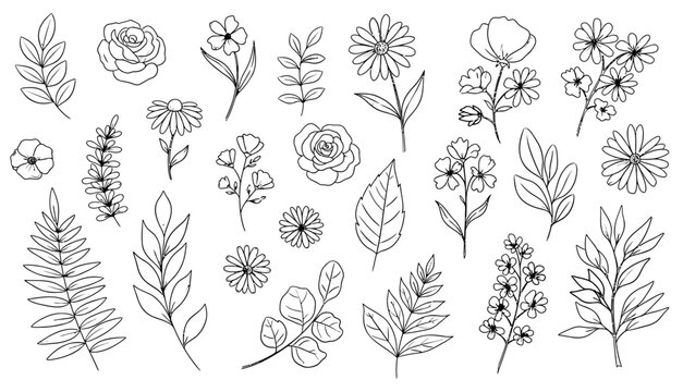 Black and white botanical illustration of wildflowers and foliage on transparent background