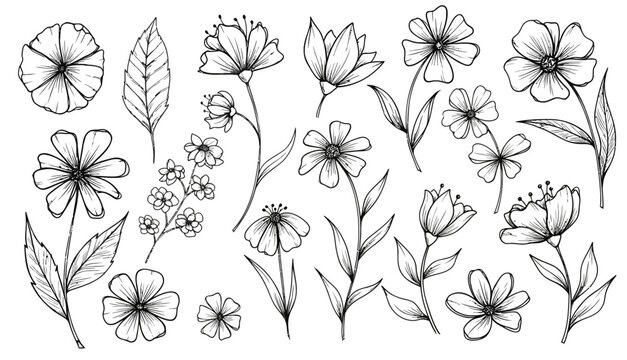 Black and White Line Art Sketch of Wildflowers and Branches on Transparent Background