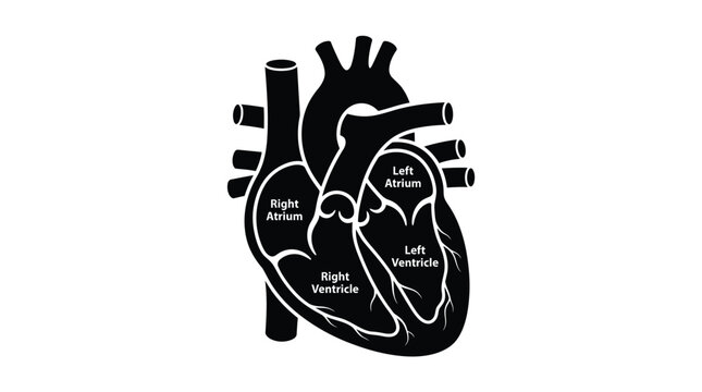 Detailed anatomical diagram of the human heart showing the main chambers including right atrium left atrium right ventricle and left ventricle with clear labels isolated in sharp black on white backgr
