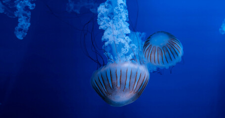 Japanese sea nettle jellyfish swimming in deep blue water, glowing striped bells with long trailing tentacles. aquarium, marine life, underwater nature, bioluminescence, aquatic wildlife, ocean beauty © TravelMedia