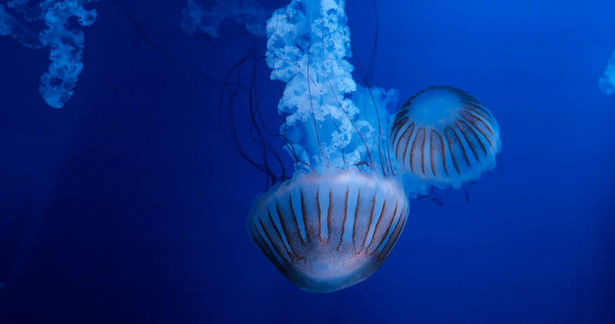 Japanese sea nettle jellyfish swimming in deep blue water, glowing striped bells with long trailing tentacles. aquarium, marine life, underwater nature, bioluminescence, aquatic wildlife, ocean beauty