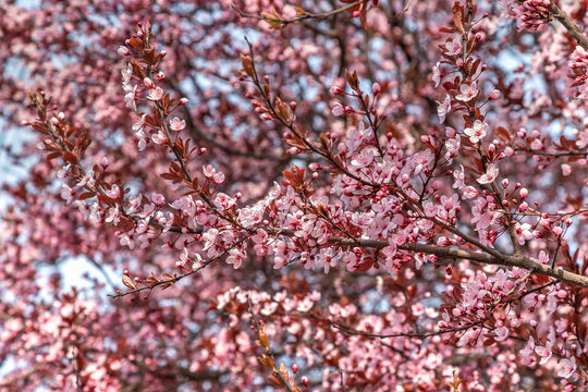 Plum splayed Pissardi (tree), Sicheslavskaya Embankment, Dnipro city, Dnipropetrovsk, Ukraine