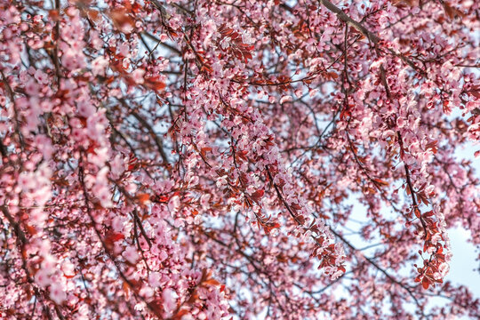 Plum splayed Pissardi (tree), Sicheslavskaya Embankment, Dnipro city, Dnipropetrovsk, Ukraine