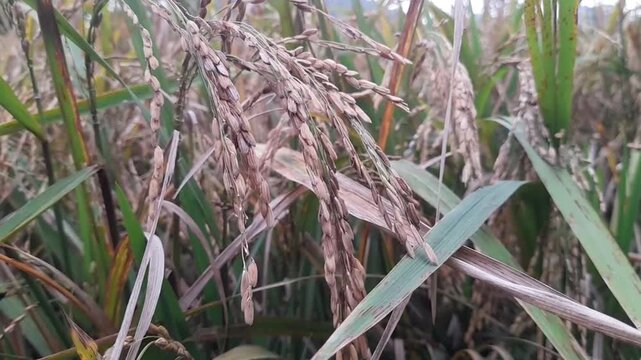Golden Ripe Rice Field Swaying in the Wind under Bright Daylight.