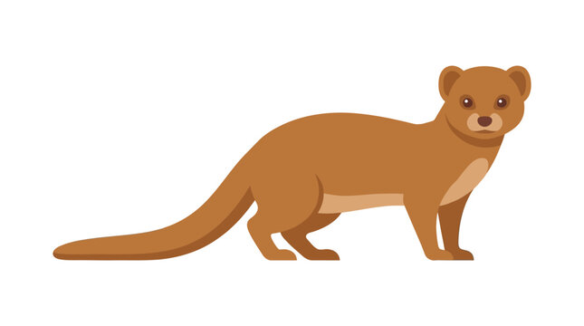 Cute brown mongoose standing isolated on white background, vector illustration