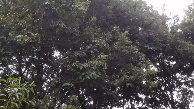 Swaying Indian Rosewood Trees in the Breeze for Nature Background.