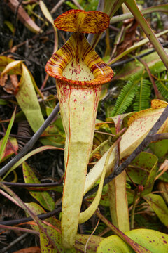 Large pitcher of the carnivorous pitcher plant Nepenthes mirabilis var. echinostoma, Borneo, Malaysia