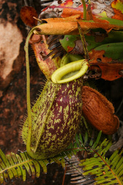 Single pitcher of the natural hybrid Nepenthes &times; hookeriana, Borneo, Malaysia