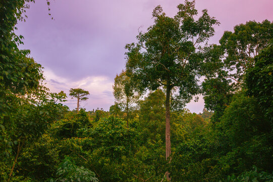 Tropical Rainforest at Dusk in Lambir Hills National Park, Sarawak, Borneo