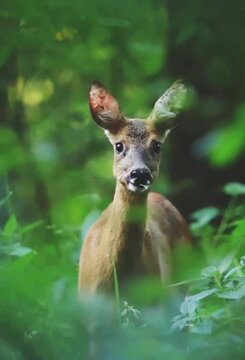 deer symbol of serenity and beauty