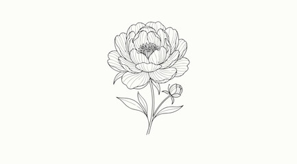 Detailed hand drawn sketch of a blooming peony flower © Saharia