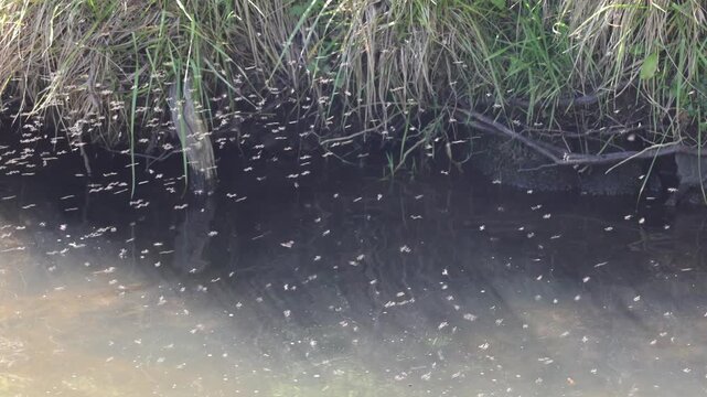 Swarm of midges flying over a stream in nature