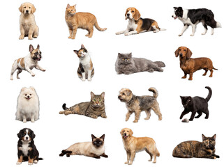 Obraz premium Collection of diverse dogs and cats on black background