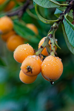 Ripe biwa loquat fruits hanging from a tree in Karatsu Japan