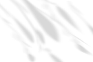 Obraz premium Abstract soft shadows of leaves 