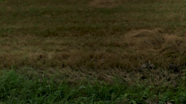 Panning up in high winds as the skies turn dark over a rice field and rains move in to rural Thailand. 