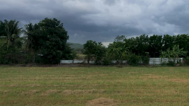 Wild winds and dark skies over a rice field in rural Thailand as monsoon rains come in from the North. 