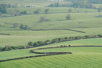Scenic aerial view of the rolling green hills and traditional dry stone walls of the Yorkshire Dales countryside, featuring grazing sheep on agricultural farmland pastures under bright daylight. © Matthew