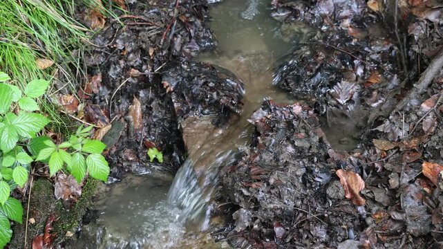 Small forest stream flowing over wet leaves