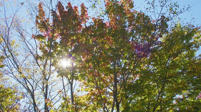 蔵王エコーライン 滝見台 展望台の紅葉 Autumn foliage at Takimidai Observation Deck on Zao Echo Line