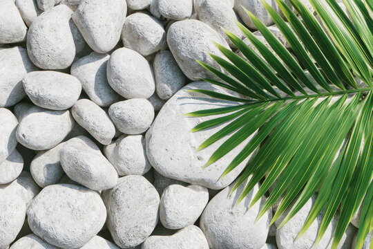 Green palm leaf on white pebbles