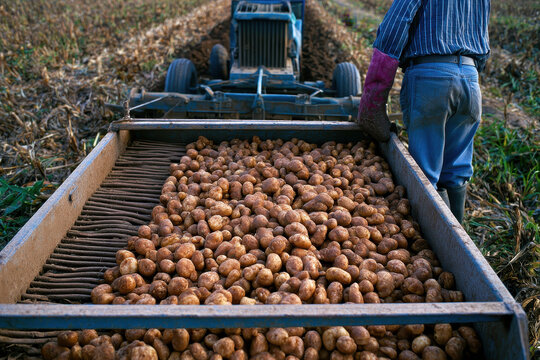 Potato harvest in field with harvester