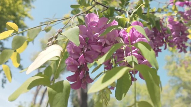 Bottom view of a branch with many pink flowers of the Rose Acacia or Bristly locust, Robinia hispida swaying in the spring breeze on a sunny day against a blue sky, close-up