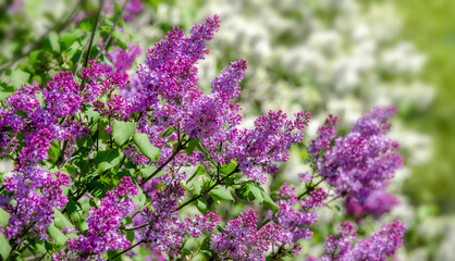 Obraz premium Pink lilac blooms in the Botanical garden 