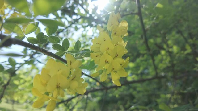 Close-up of cluster with yellow flowers of Laburnum tree swaying in the spring breeze on sunny day, backlit by the sun