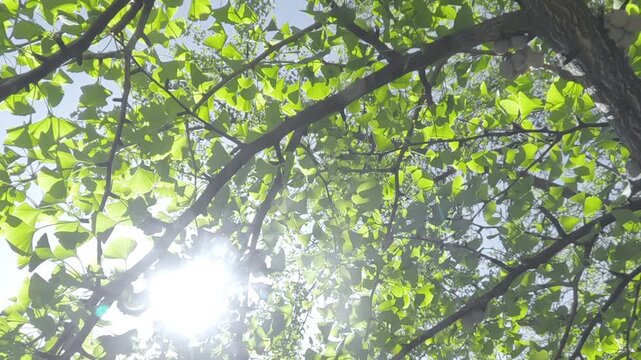 Moving down away from the crown between the branches and foliage of Maidenhair Tree, Ginkgo bilobaon on sunny day, sunlight breaking through the foliage, backlit