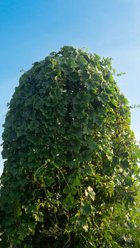 Tall dense structure of brightly colored pumpkin vines and intricately. Intertwined foliage contrasts sharply with the clear blue sky currently obscuring the mangosteen trees.
