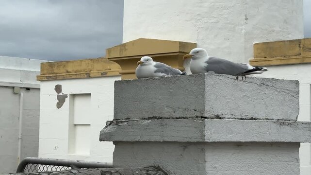 Seagulls on the Shore of the North Sea in Scotland